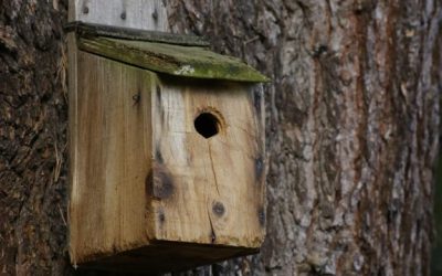 Make Your Own Birdhouse…With At Sarah’s House