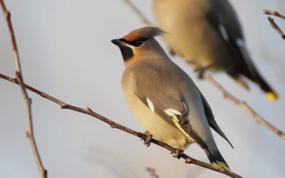 A guide to Wintering Birds