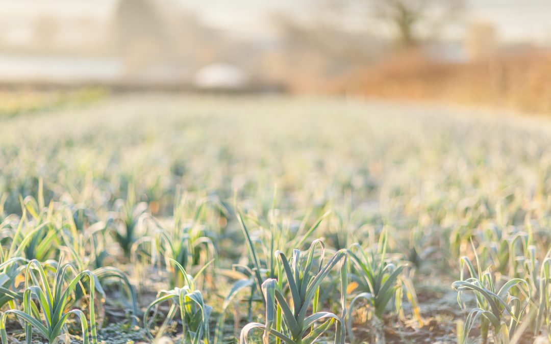 Living Larder: Seasonal Vegetable – Baby Leek